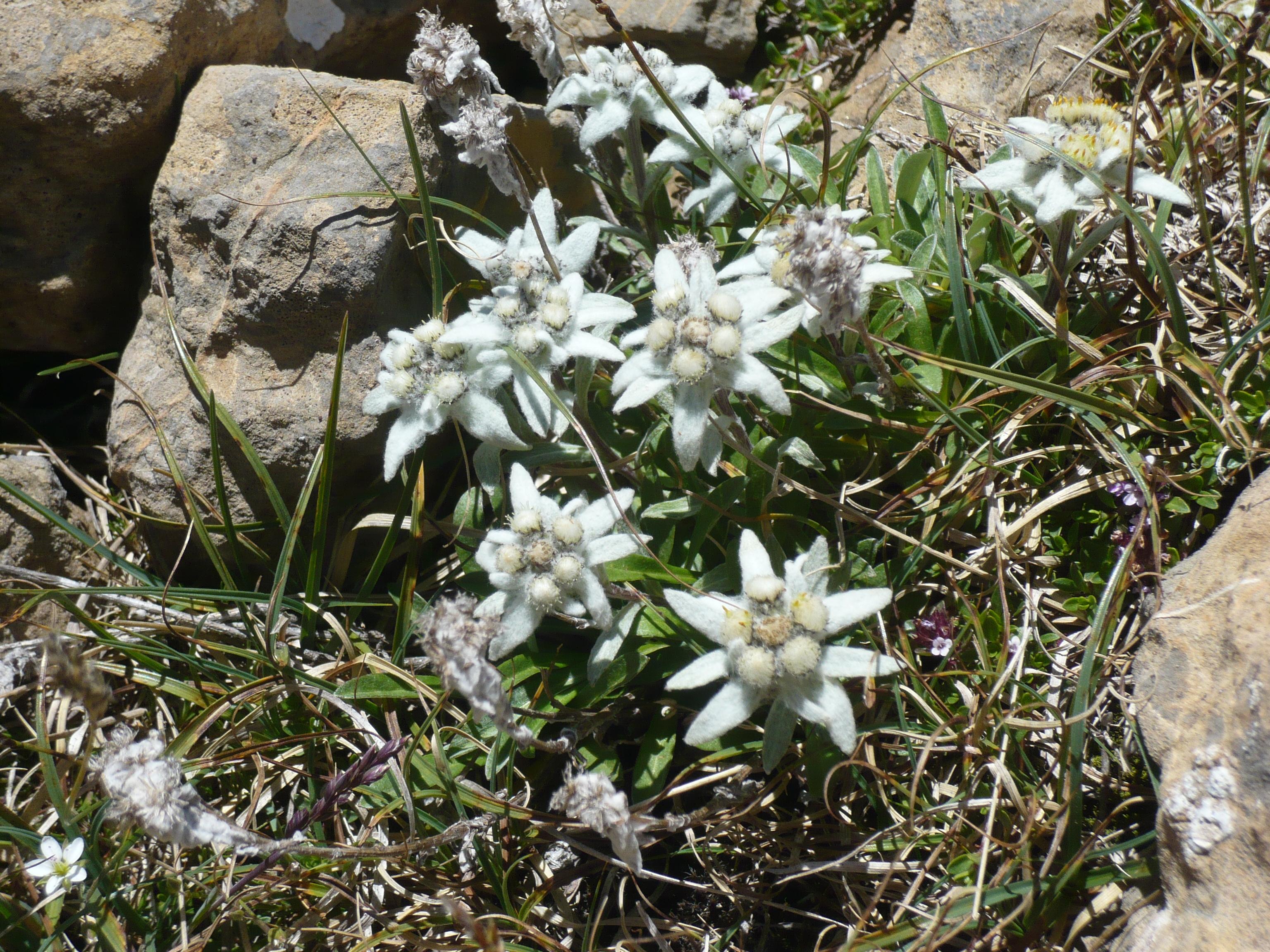 מלון טרמקסטייה דה טנה Abadia Del Pirineo מראה חיצוני תמונה